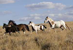 Protecting Wild Horses