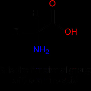 acid. This also shows the ionization of an amino acid at pH = 7.4
