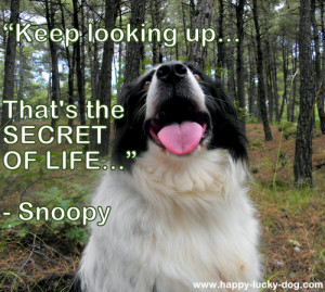 inspirational-dog-quotes-roza1.jpg