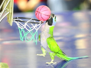 .com/pictures/funny-bird-pictures/funny-parrot-pictures/sports-parrot ...