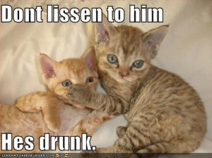 funny-pictures-big-brother-cat-bullies-little-cat - funny-pictures-big ...