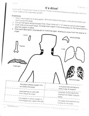 Circulatory System Worksheets 5th Grade