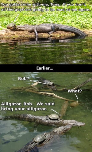 Alligator party…