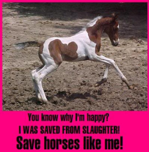 All Graphics » help stop horse slaughtering