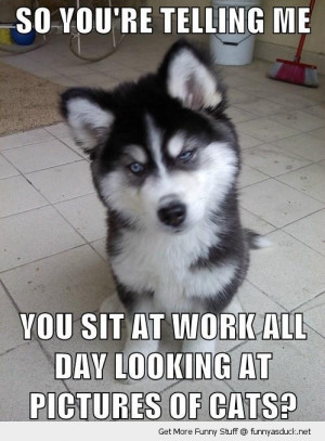 Funny Work Quotes With Dogs. QuotesGram