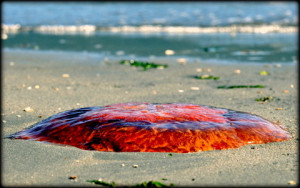 Stranded Man o War Jelly Fish Vancouver B.C.