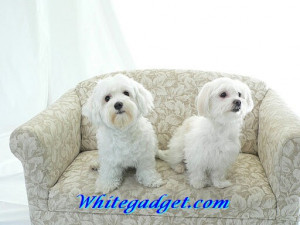 90460d1324613631-maltese-dogs-maltese-dogs-wallpaper.jpg