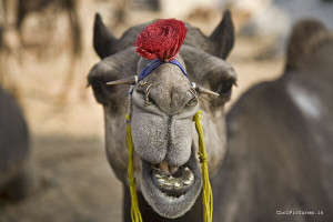 Indian Camel Close Face Pic