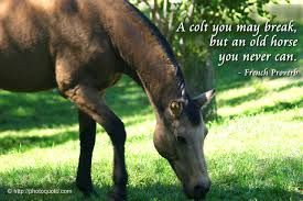 horse quotes and sayings - Google Search