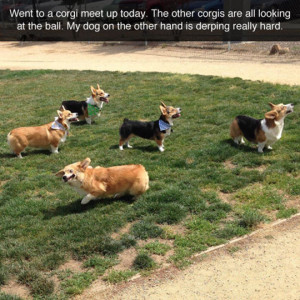 funny-corgi-dogs-looking-ball