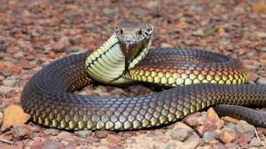 Thread: Some snakes