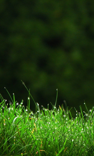 New Mobile Wallpaper Mobile Wallpapers Hd 240x320 Love Free Download ...