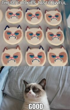 Girl On Fire Grumpy Cat | Grumpy cat these cookies taste awful More