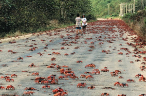 Annual Red Crab Migration on Christmas Island