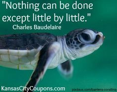 kansascitycoupons #kansascity #quotes #turtle #cute More