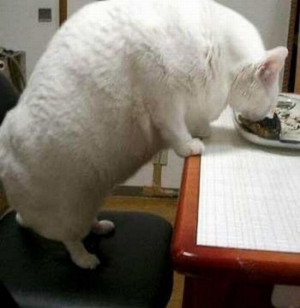 ... fat cats,funny cat photos with words, pics of fat cats, really fat cat