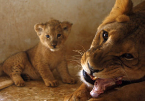 Tamara the lioness chews on a piece of meat in front of her cub in ...