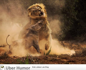Awesome Lion Pictures With Quotes Funny pictures