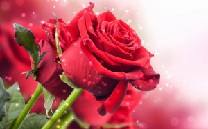 Beautiful_roses-image-for-wishing-friends-and-family-Template-card.jpg