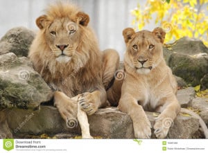 Lion Couple Royalty Free Stock Photos Image