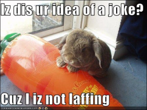 funny-pictures-rabbit-is-not-pleased-with-your-fake-carrot