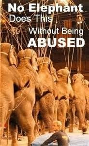 circus animal cruelty - Bing Images
