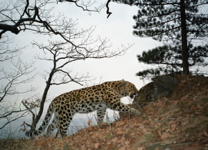 Gallery Wild Amur Leopard