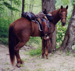 Rocky Mountain Breed Gaited