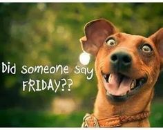 ... dogs funnies animal happy friday quotes pet friday dogs funny humor