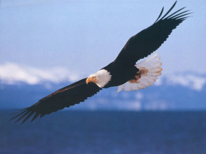 Principles of An Eagle