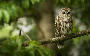 Owl Tree Wallpapers Pictures Photos Images