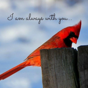 Sayings About Cardinal Birds