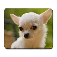 Cute Brown Chihuahua Puppies