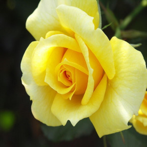 Yellow Roses Graphics
