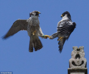 Clash of the titans: The younger peregrine (right) takes on its older ...