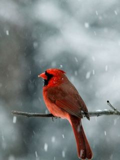 Red Bird Quotes | RED BIRD