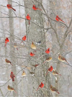 Related image with Cardinal Bird Quotes