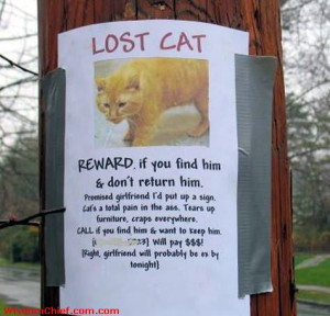 Lost Cat! Flyer. You Can Keep It. Girlfriend Will Be Ex Too. Please ...
