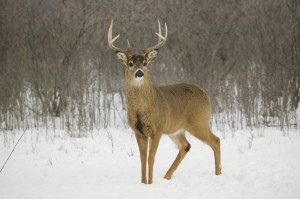 ECO Time: January 20 - White-tailed deer