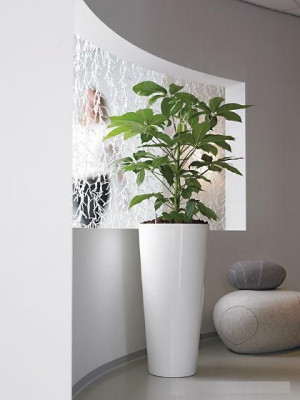 Tall Indoor Plants