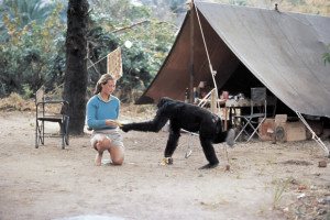 Chimp expert Jane Goodall visits NZ
