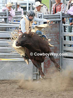 bull rider hangs on as a red bull leaves the chute