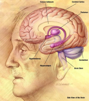 This brain drawing shows a side view of the brain inside the head of a ...