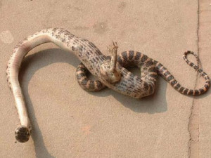 snake, found in Suining in China’s Sichuan province, apparently ...
