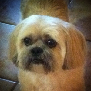 dog. He is 9 yrs. old and is a certified animal assisted therapy ...