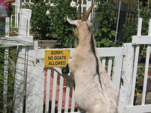 .com/pictures/funny-animal-pictures/funny-goat-pictures/no-goat ...