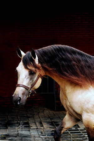 Arabian Horse Show