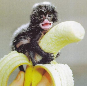 搞笑猴子猩猩图片