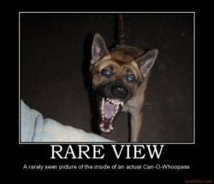 rare-view-k9-canine-police-dog-bite-mwd-military-working-dog ...