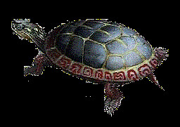 http://www.webcoves.com/img/turtle.gif
